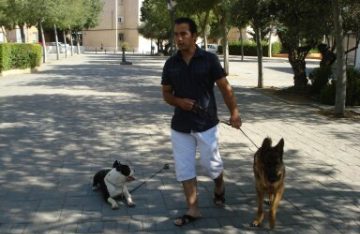Adiestramiento canino en Ciudad Real – paseo controlado con dos perros. Hombre paseando con dos perros durante una sesión de adiestramiento en Ciudad Real.