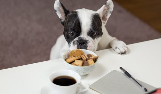 Adiestramiento canino en Ciudad Real – convivencia diaria y hábitos. Bulldog francés sentado frente a la mesa con comida en Ciudad Real.